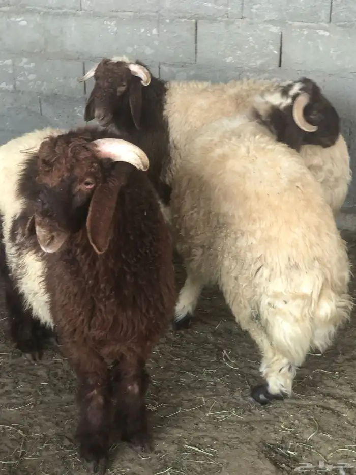 ذبايح الشرقيه 7