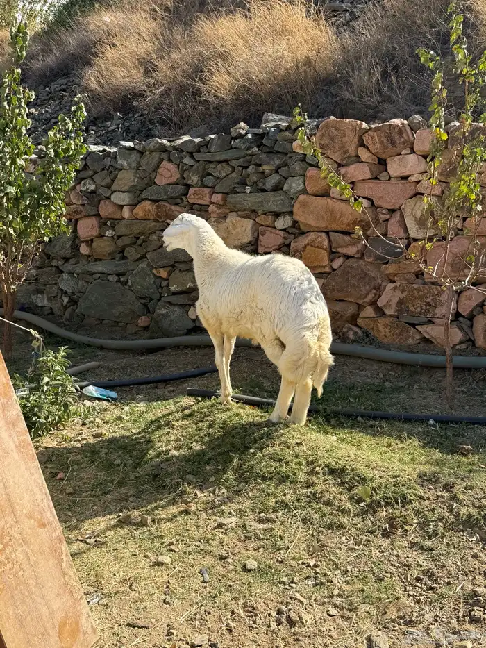 مشروع فحل حري فاخر 2