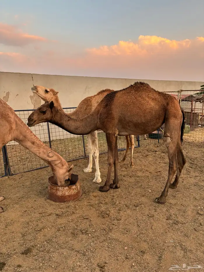 نياق للبيع 1