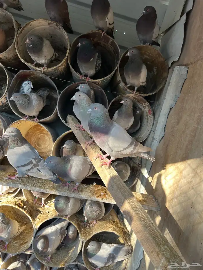 400 زوج حمام فرنسي ابيض وسلفر الموقع الخرج 6