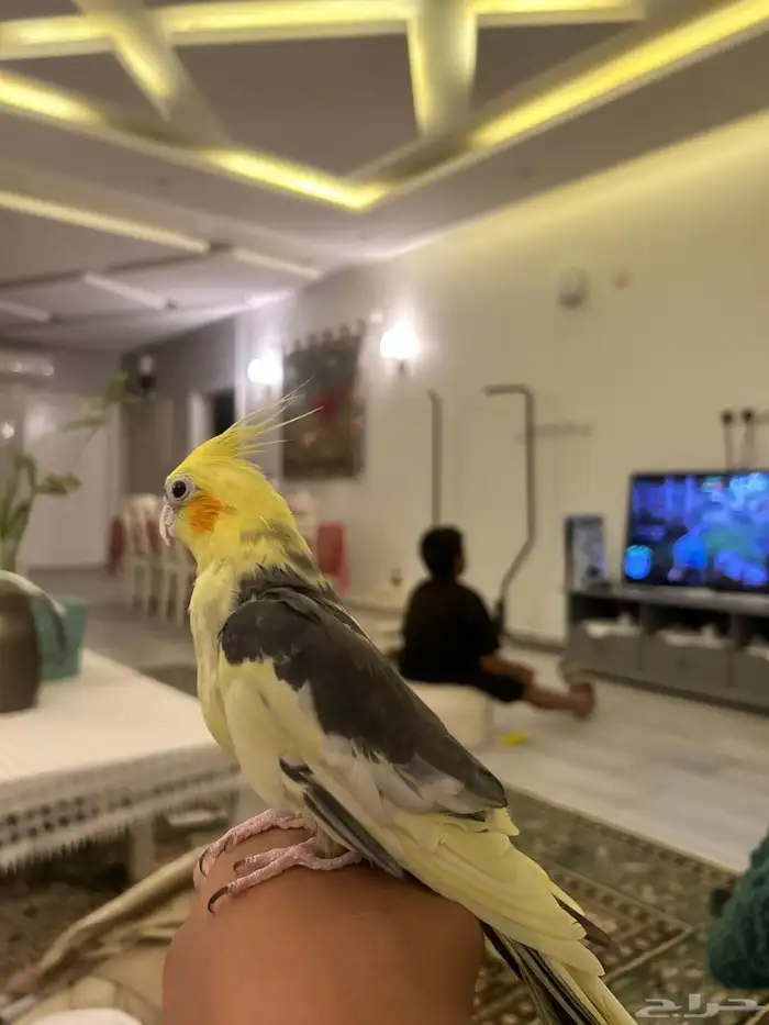 عصفور كروان 3