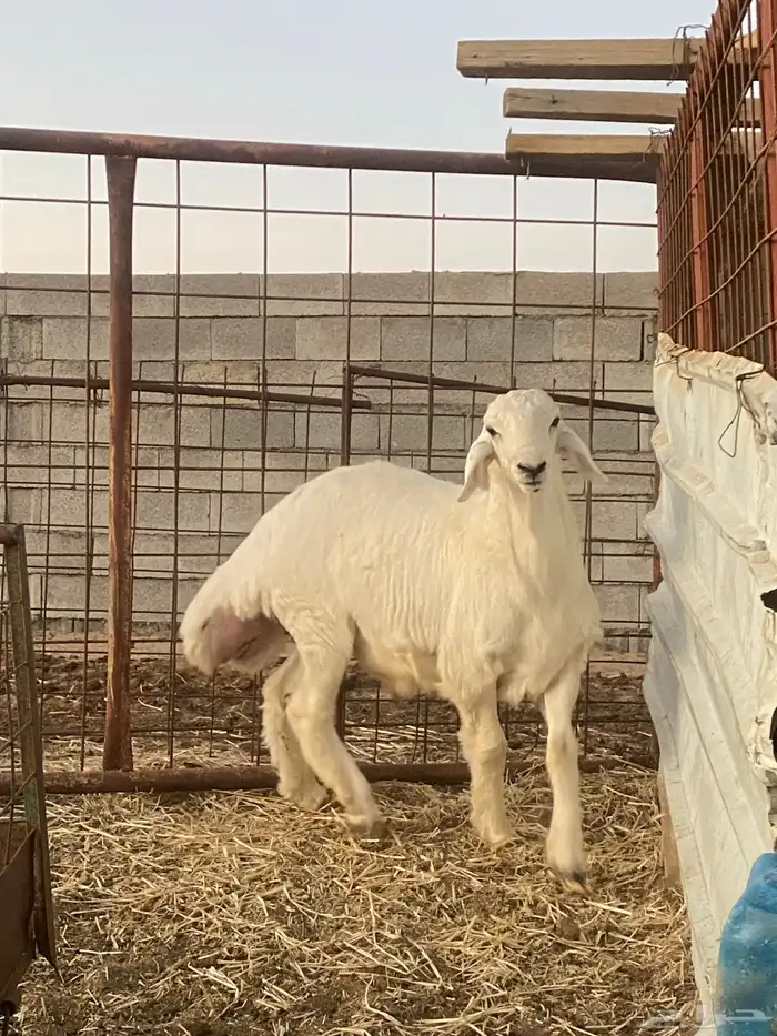 طلي حري رقم 1 5