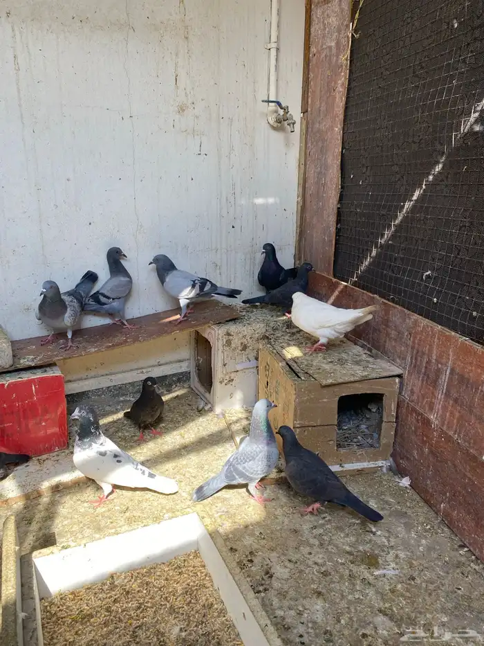 حمام بلدي وباكستاني ولاحم 0