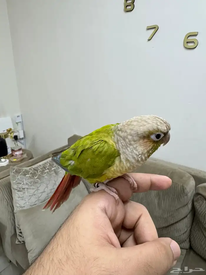 كنيور اناناس ( تم البيع ) 2