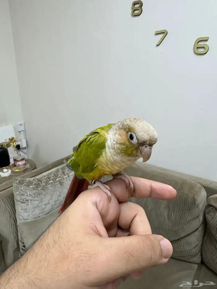 كنيور اناناس ( تم البيع ) 0