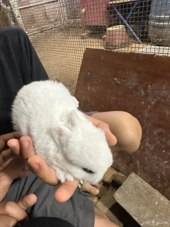 الارانب قزم زوج 200 واحد150 0