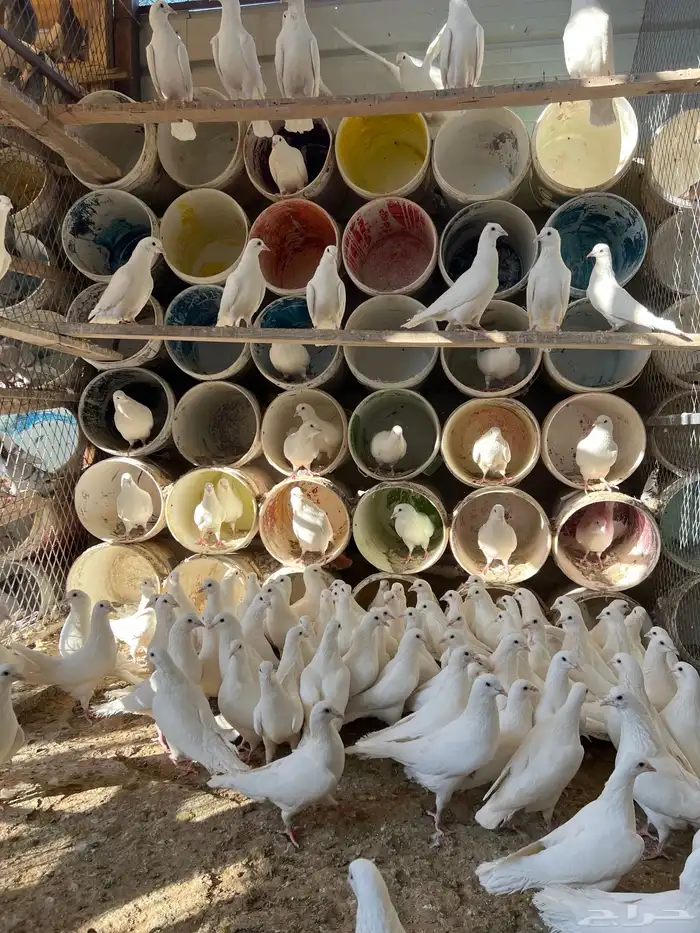 400 زوج حمام فرنسي ابيض وسلفر الموقع الخرج 0