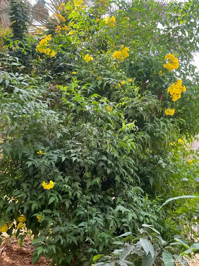 شتلات واشجار خدمة توصيل الرياض والخرج 21