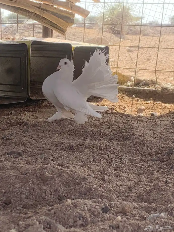 البيع حمام رقصي وفيه نفاخ وحد وفيه جوز بلجيك اصلي كله 11