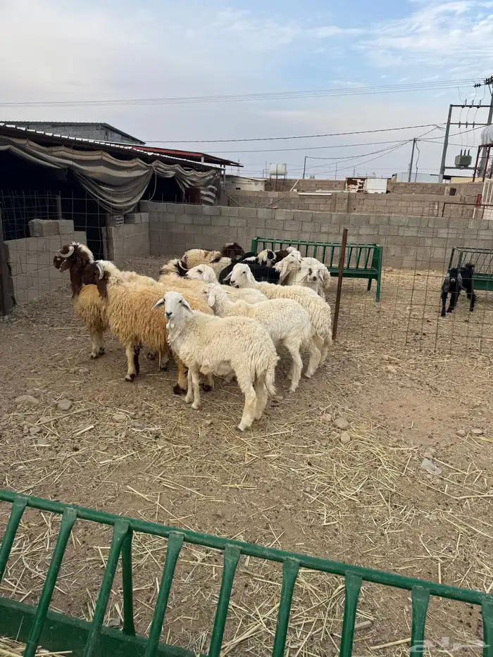 حريات خرفان حريه نظيف شرط 0