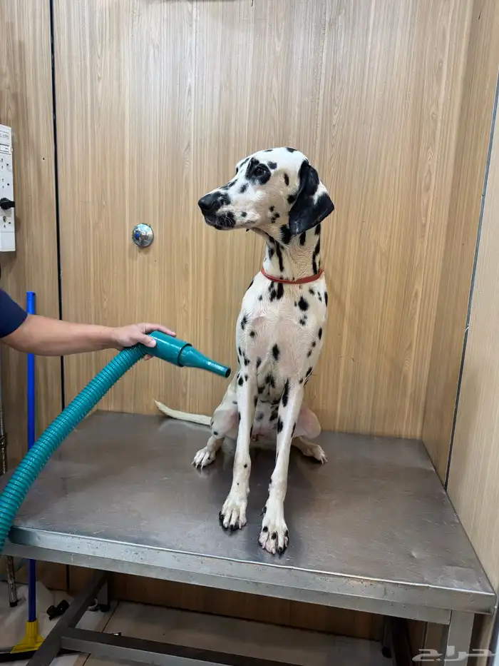 كلب دلميشن جواز اوروبي-Dalmatian 5