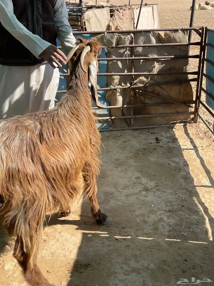 عنز دافع على ولاد 2