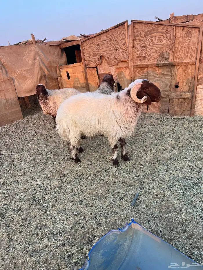 خروف ثني يربع 2