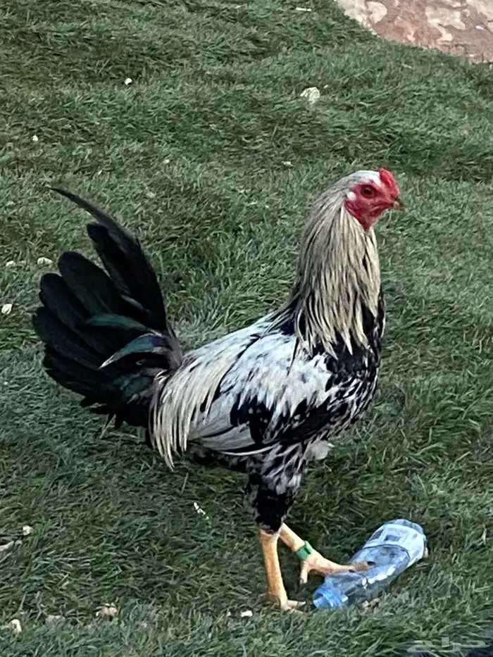 دجاج بلدي 0