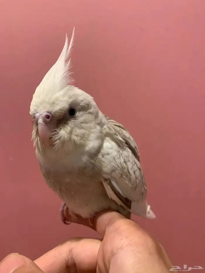 كروان هولندي اليف ( تم البيع ) 2