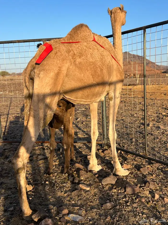 خلفه حمرا ساحليه مجموع ب 8800 يبلاش 0