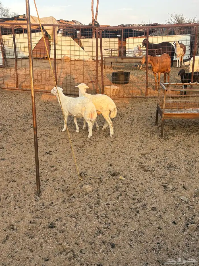 طليان مهجنه تم البيع 5