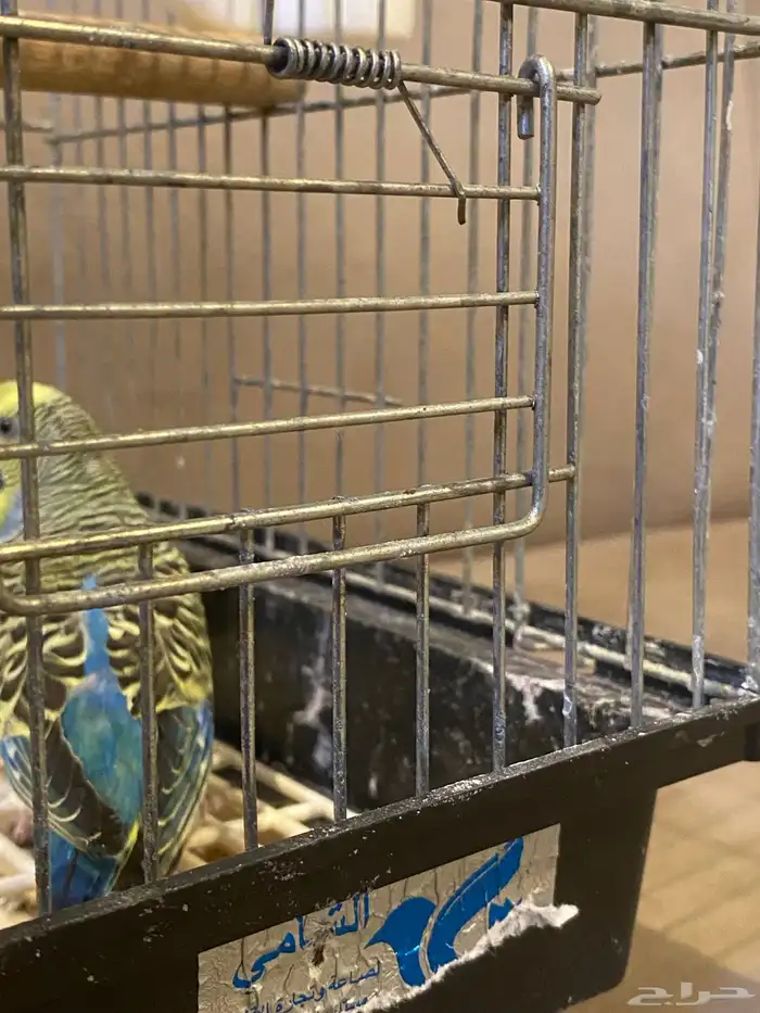 ذك ر عصفور حب قبل لتبديل باي ذكر ثني 0