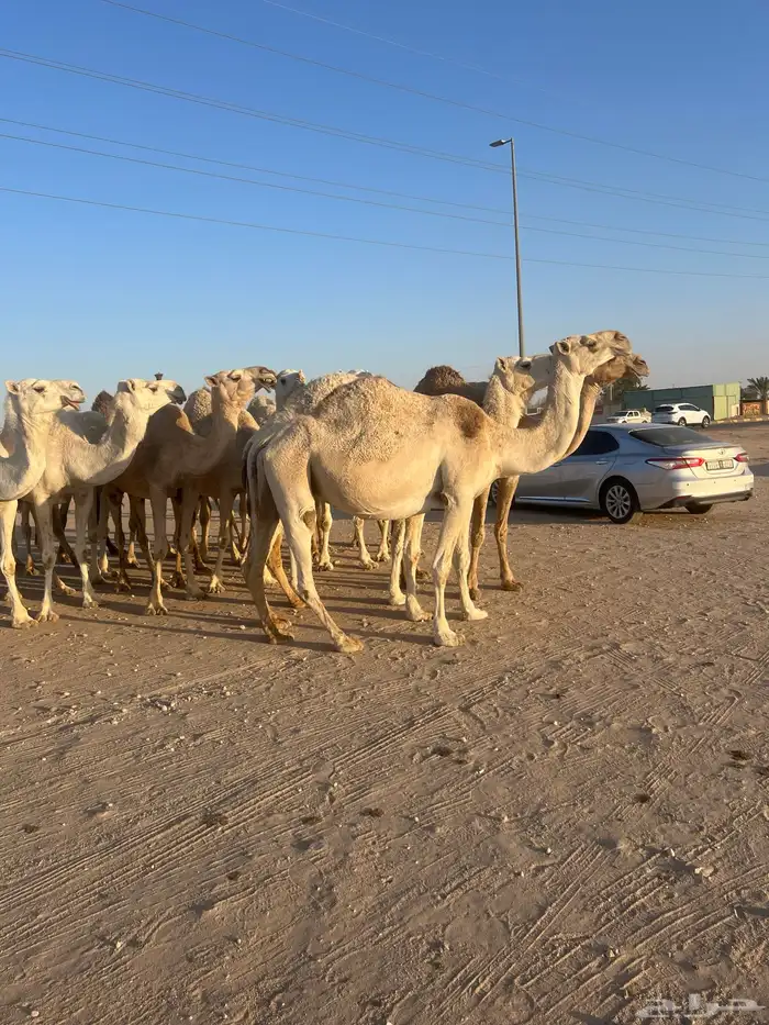 انياق القحات العدد 15 للبيع 1