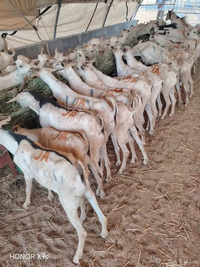 تيوس صومالية جذعان وثنيان جملة وتفريد 1