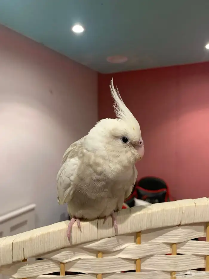 كروان هولندي اليف ( تم البيع ) 0