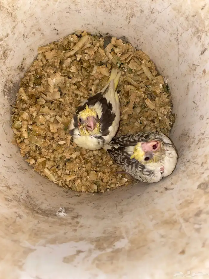 فرخين كروان للبيع تم تم البيع 2