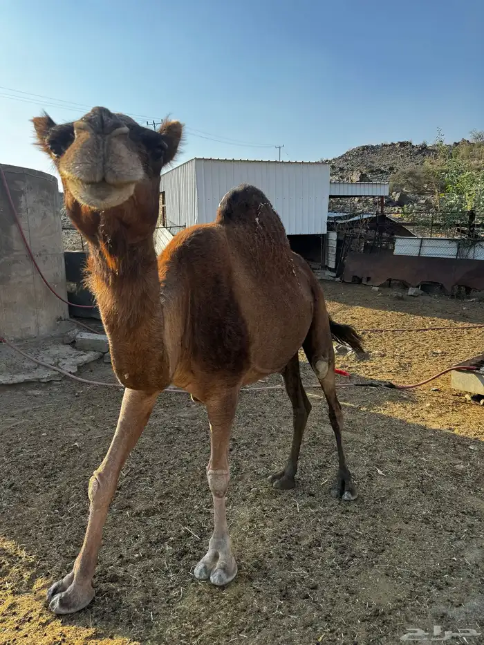 ناقه حايل و مشرحه 1