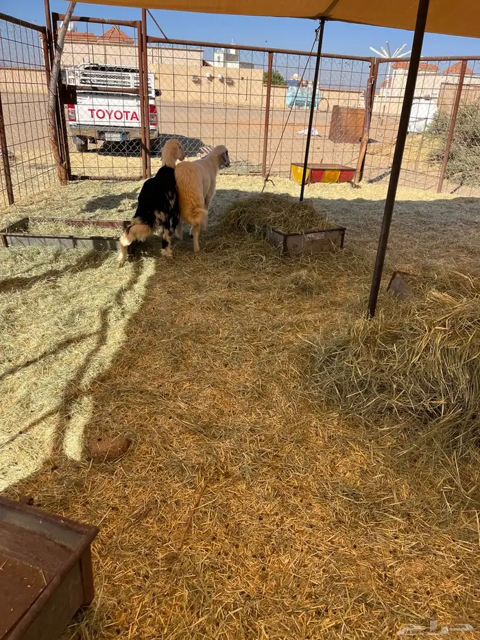 خروفين كرمات سمان 2