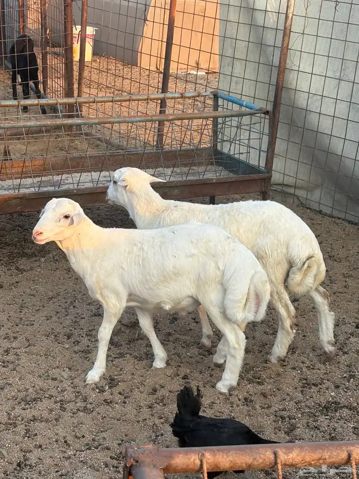 طليان مهجنه تم البيع 3