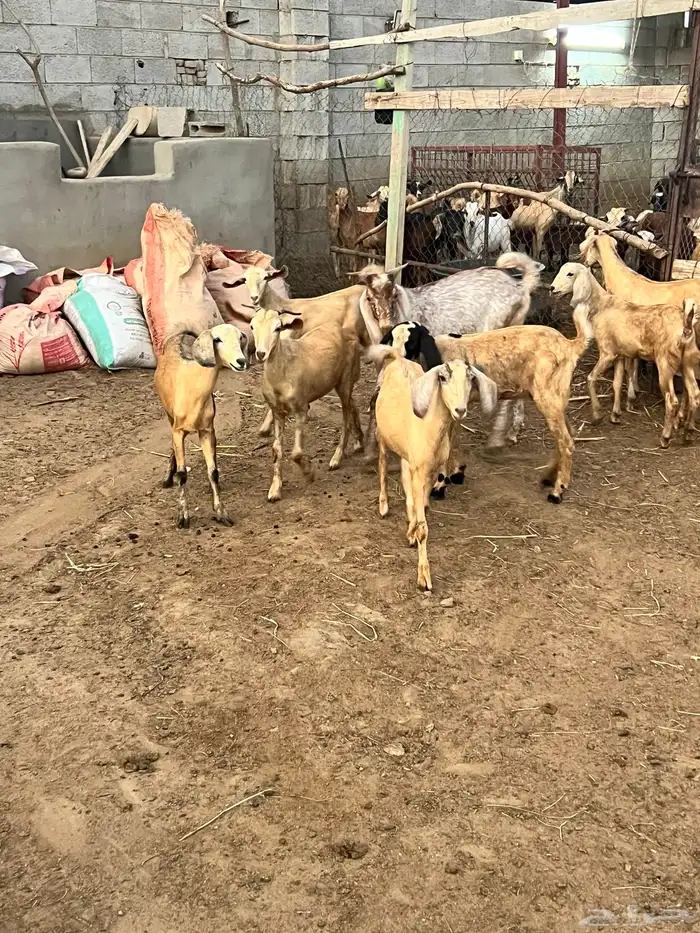 جفرات ومشروع فحل للبيع 9