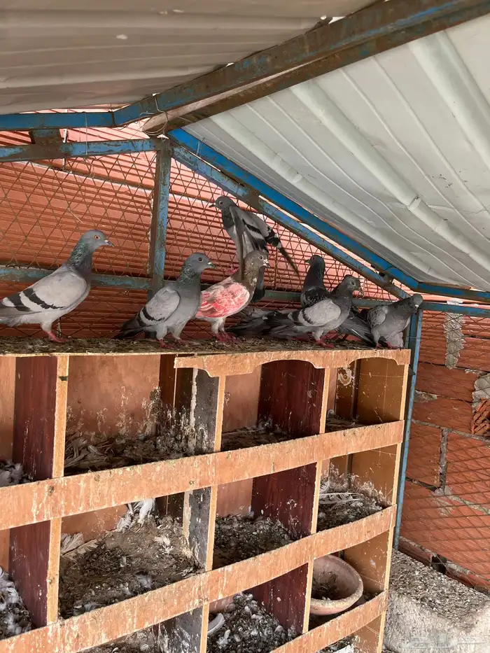 حمام حرمي للبيع 2