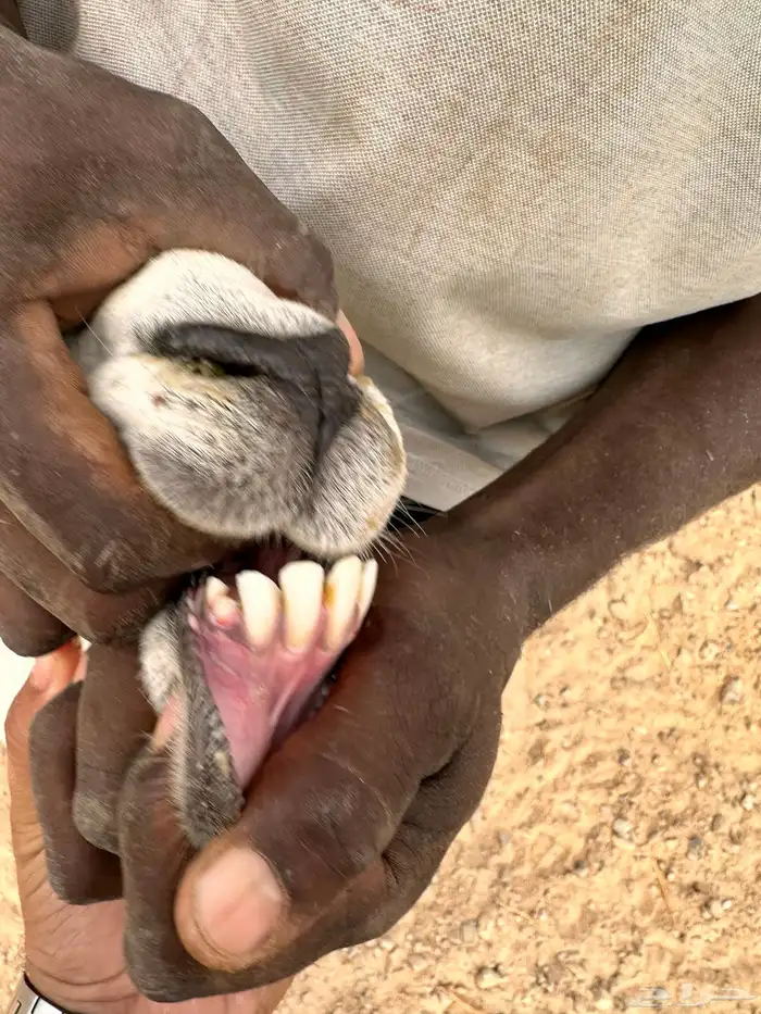 طلي حري فحل مشروط 0