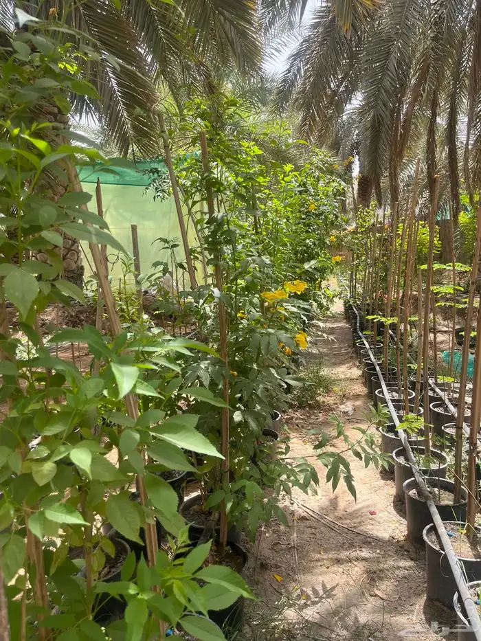 شتلات واشجار خدمة توصيل الرياض والخرج 18