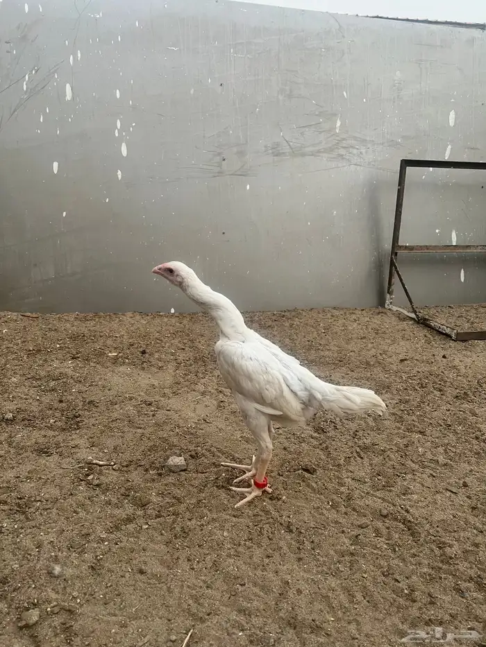 فروخ شامو الماني هزاز 5