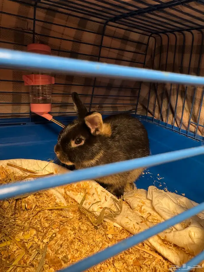 ارنب نذرلاند 0