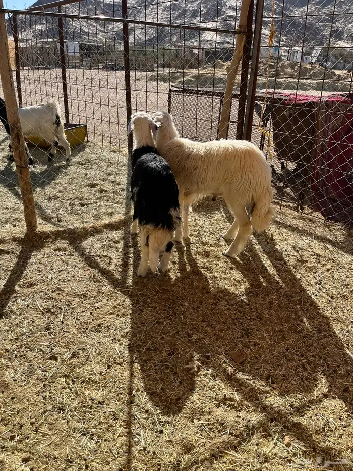 خروفين كرمات سمان 0