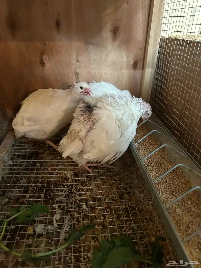 بيض سمان تكساس. تم البيع تم البيع 5