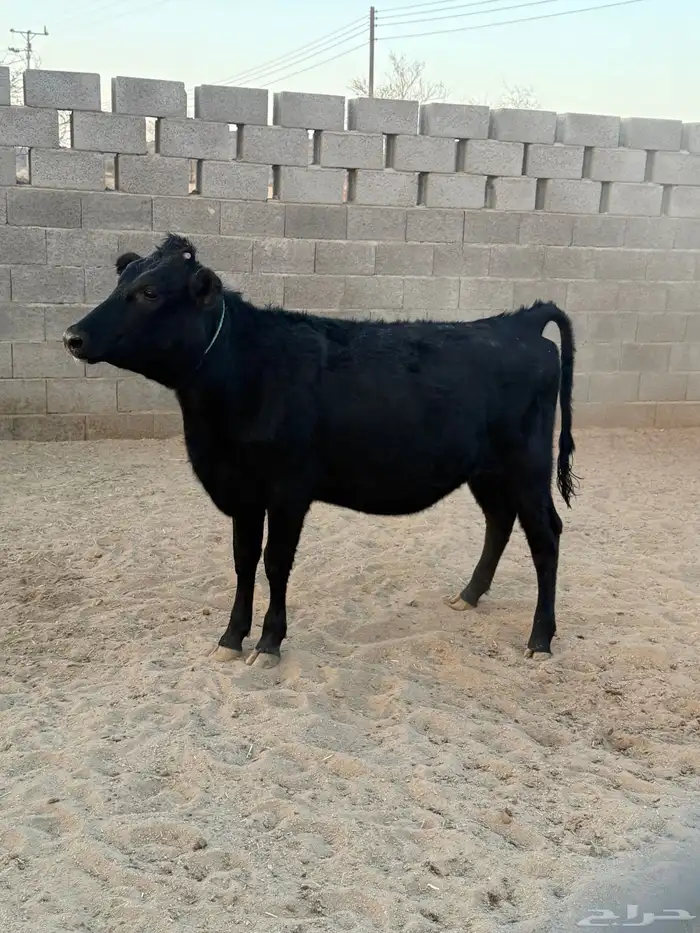 حسيله عمر 11 شهر جرسي 3