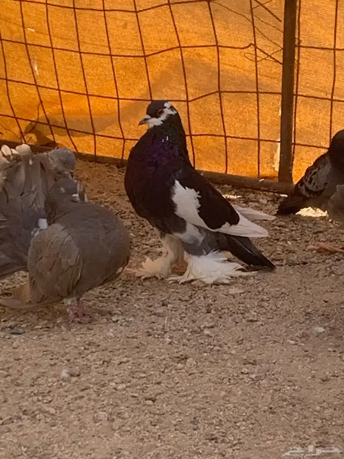 البيع حمام رقصي وفيه نفاخ وحد وفيه جوز بلجيك اصلي كله 10