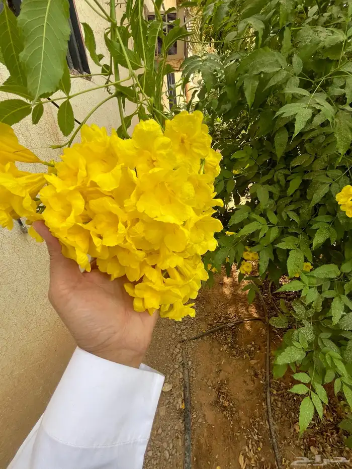 شتلات واشجار خدمة توصيل الرياض والخرج 19