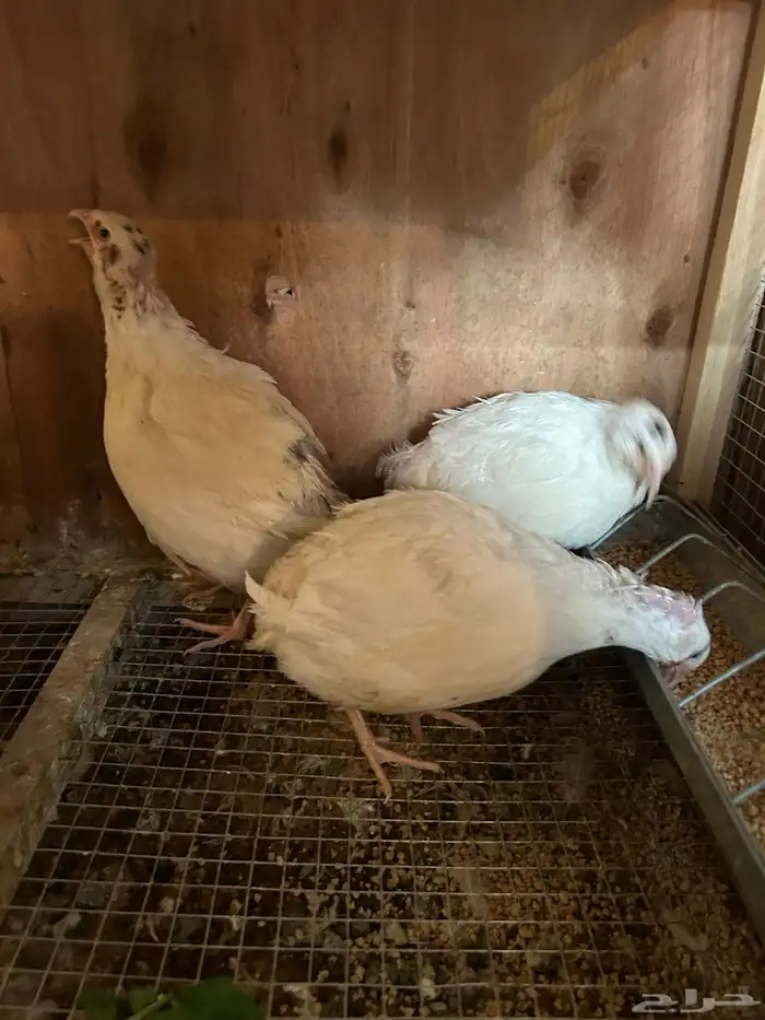 بيض سمان تكساس. تم البيع تم البيع 7