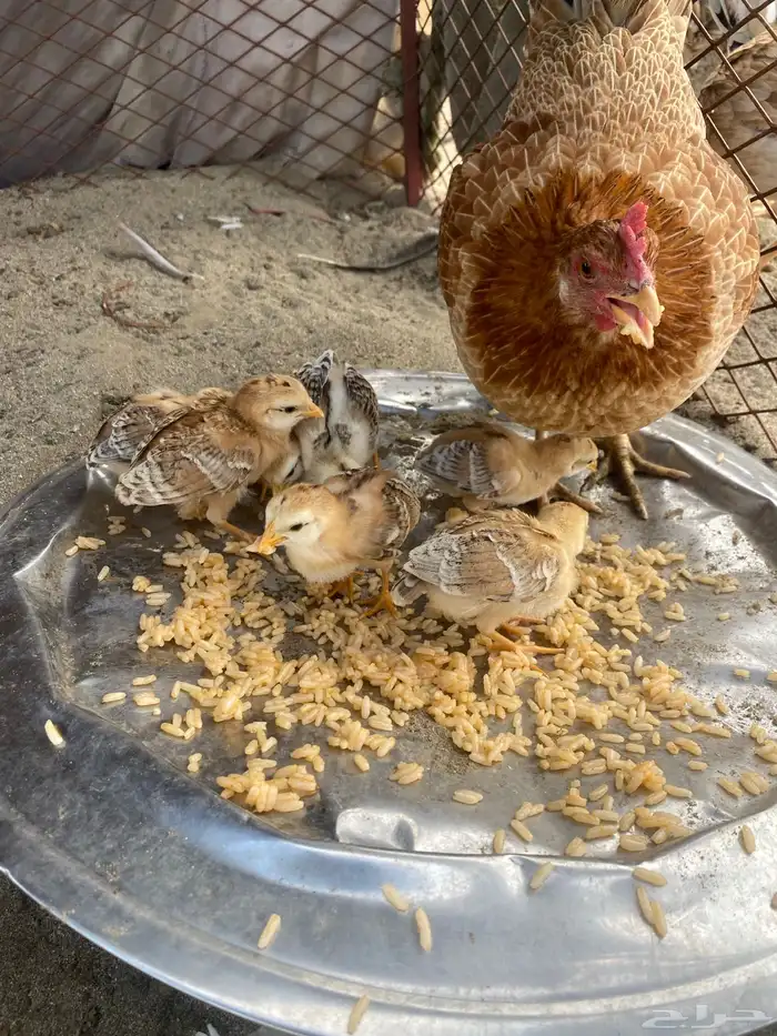 دجاجة بلدي 4