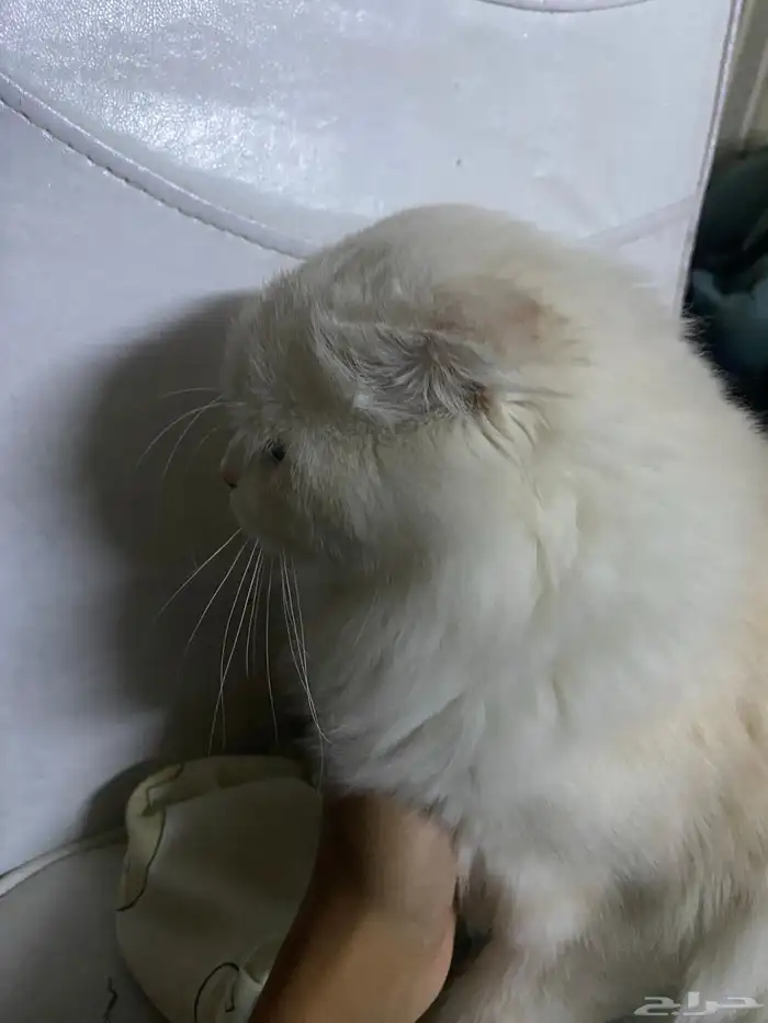 قطة للتبني 4