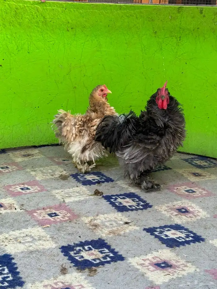 للبيع ديك ودجاجه كوشن فرزل 4