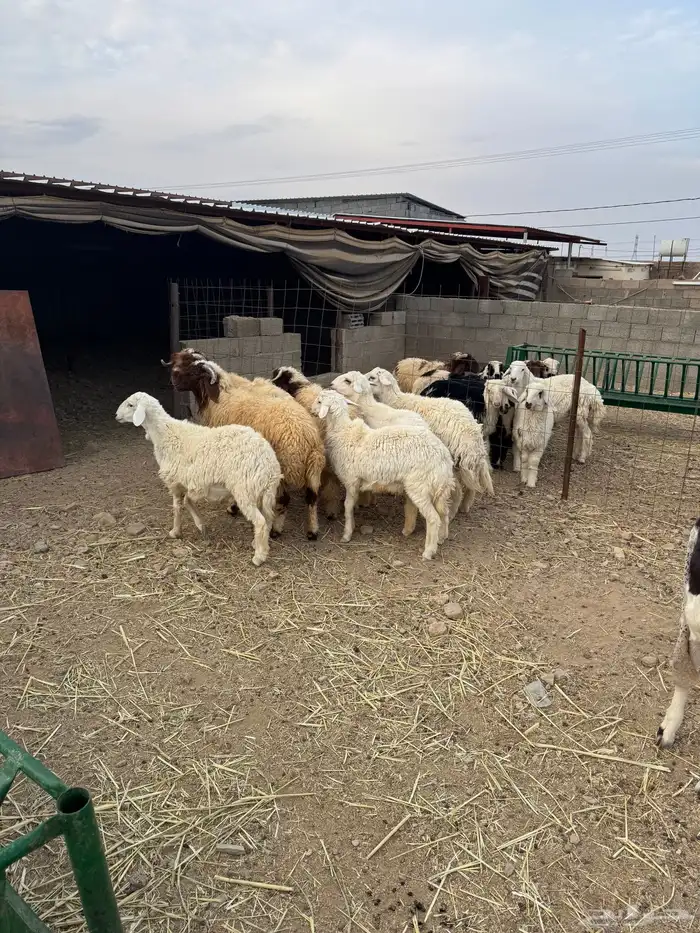 حريات خرفان حريه نظيف شرط 1