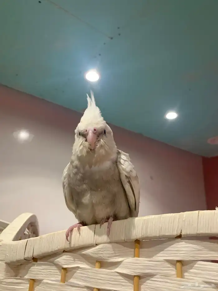 كروان هولندي اليف ( تم البيع ) 4