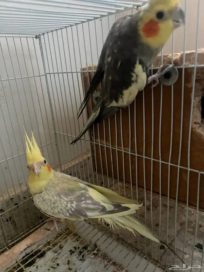 جده مشروع الامير فواز 2