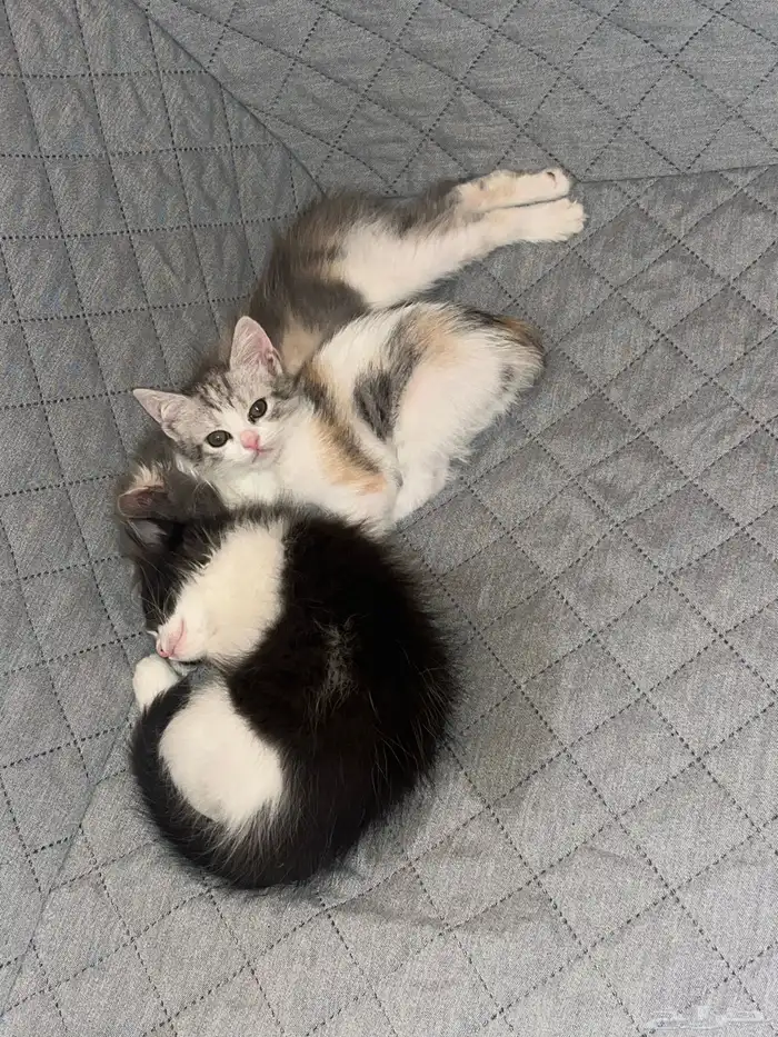 قطط. للبيع. 1