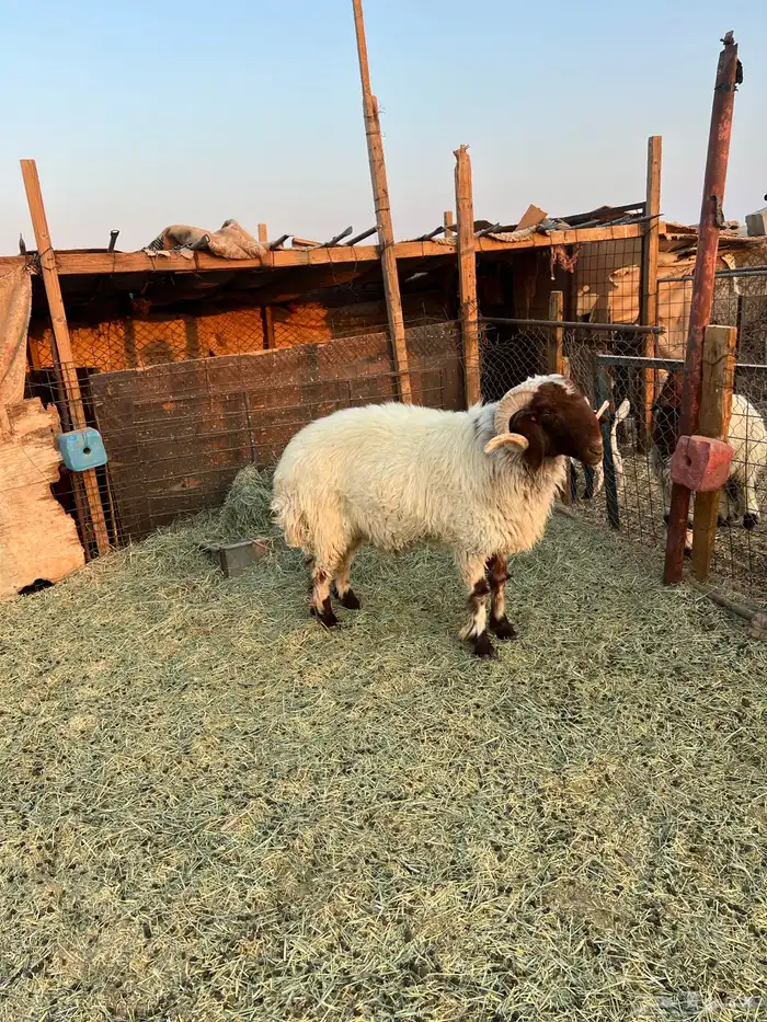 خروف ثني يربع 1