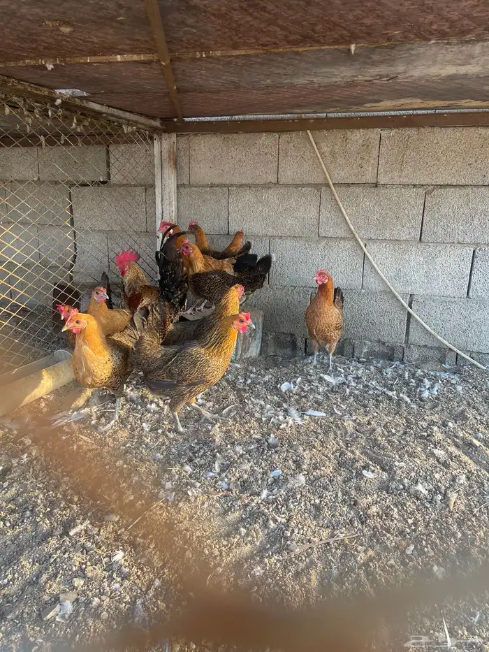 دجاج فيومي ذهبي 1